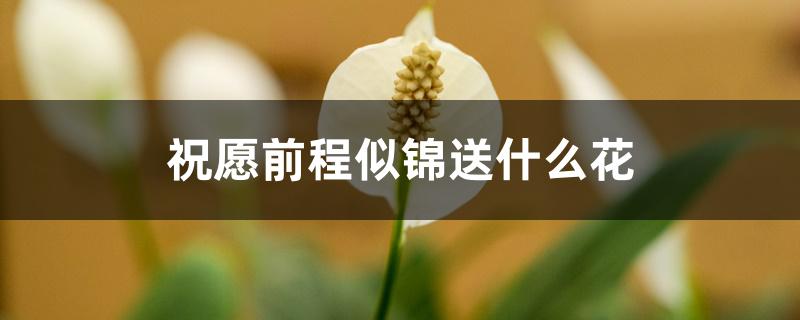 家養一帆風順花好不好_家里養一帆風順花好嗎_家養一帆風順吉利嗎