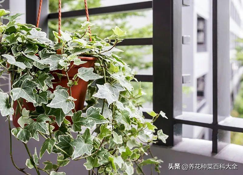 辦公室盆栽養什么綠植比較好_辦公室盆栽綠植_辦公室最好養的盆栽植物
