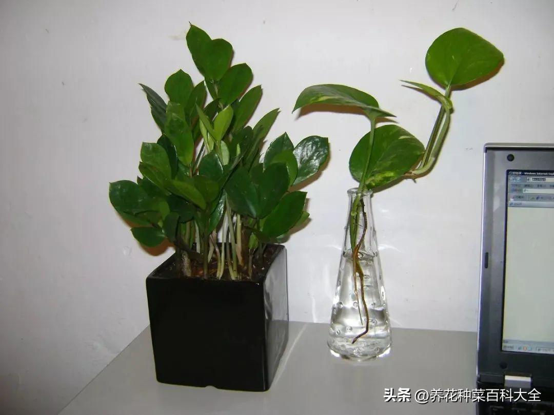 辦公室盆栽綠植_辦公室最好養的盆栽植物_辦公室盆栽養什么綠植比較好