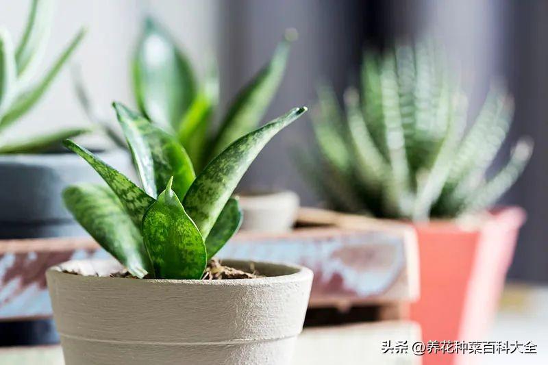 辦公室盆栽綠植_辦公室盆栽養什么綠植比較好_辦公室最好養的盆栽植物