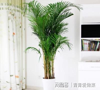 合適室內養花的植物_室內養什么花合適_合適室內養花有哪些