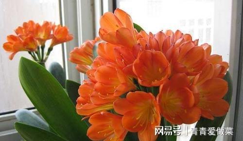 合適室內養花的植物_室內養什么花合適_合適室內養花有哪些