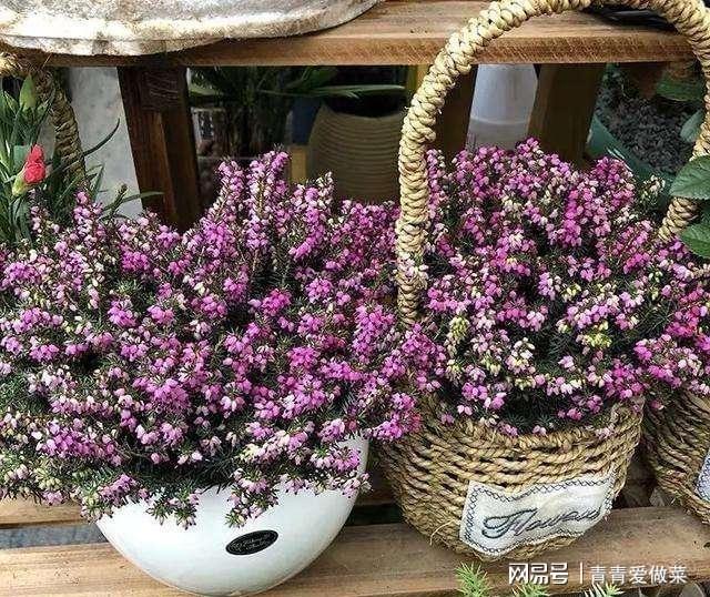 合適室內養花的植物_合適室內養花有哪些_室內養什么花合適