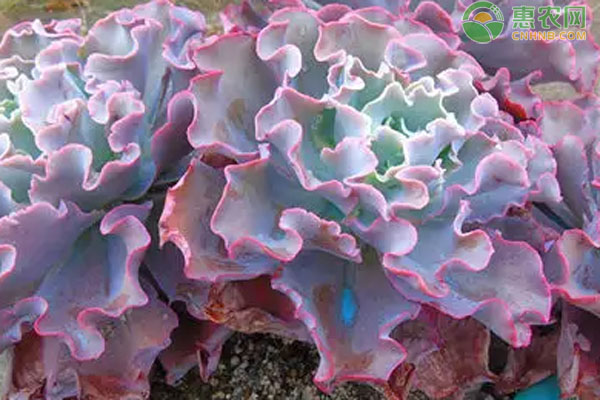 多肉植物品種介紹_植物多肉的品種_品種植物多肉介紹怎么寫