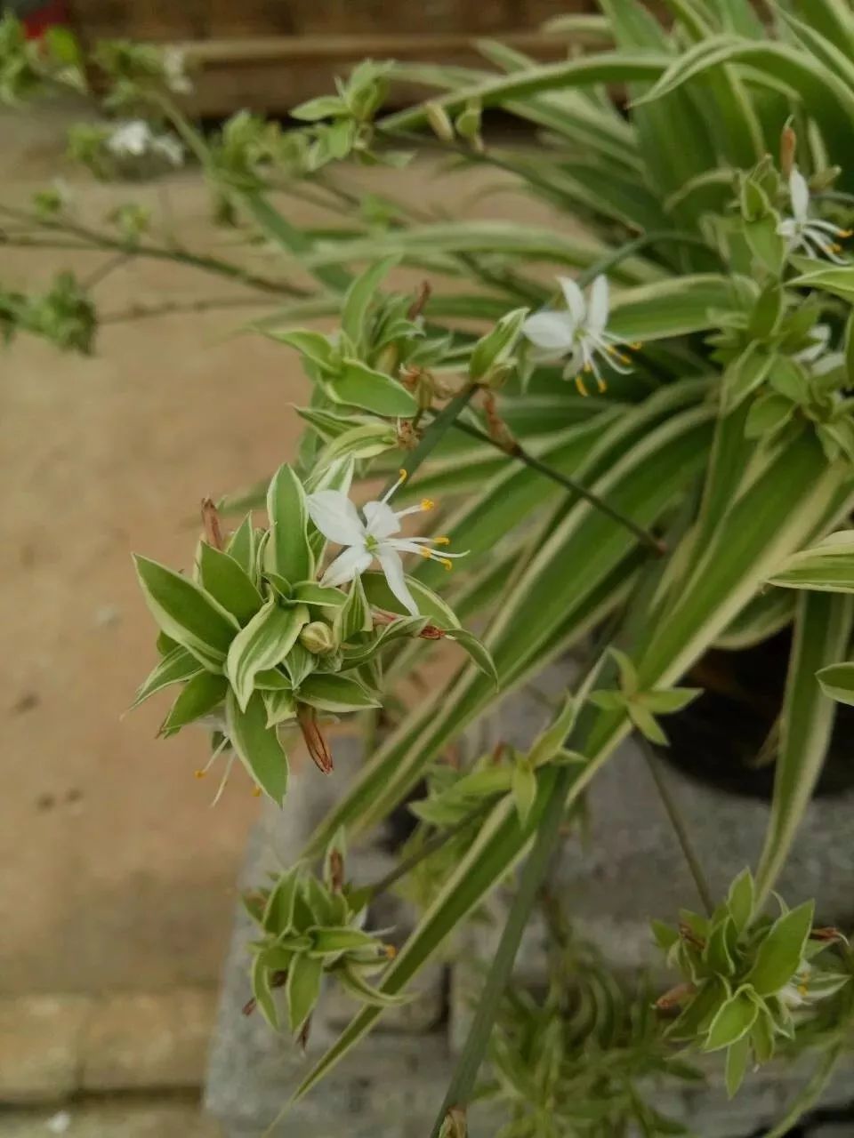 家里養大型綠植好嗎_家庭養大型的綠植物好_適合家里養的大型綠植有哪些