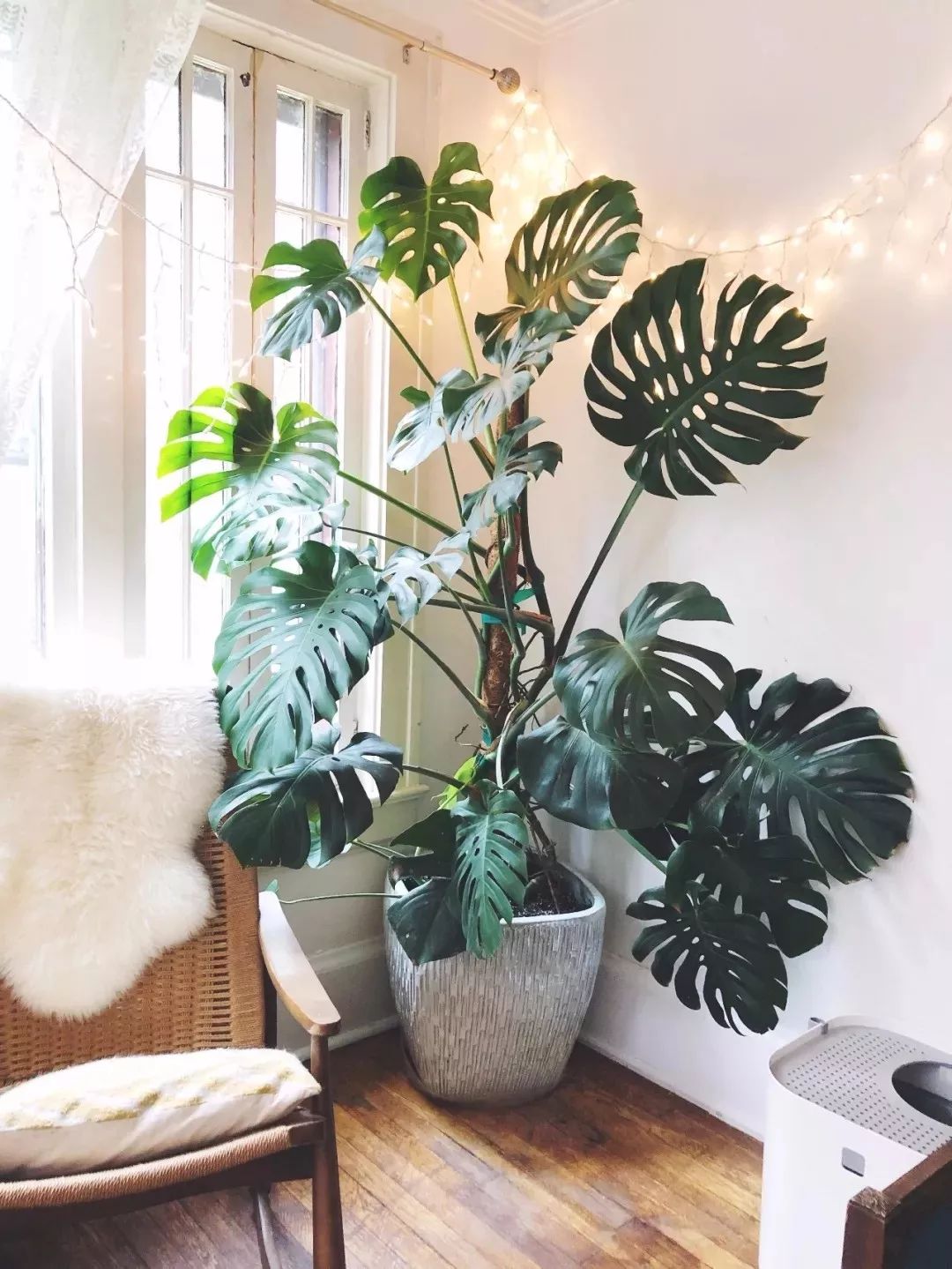 適合家里養的大型綠植有哪些_家庭養大型的綠植物好_家里養大型綠植好嗎