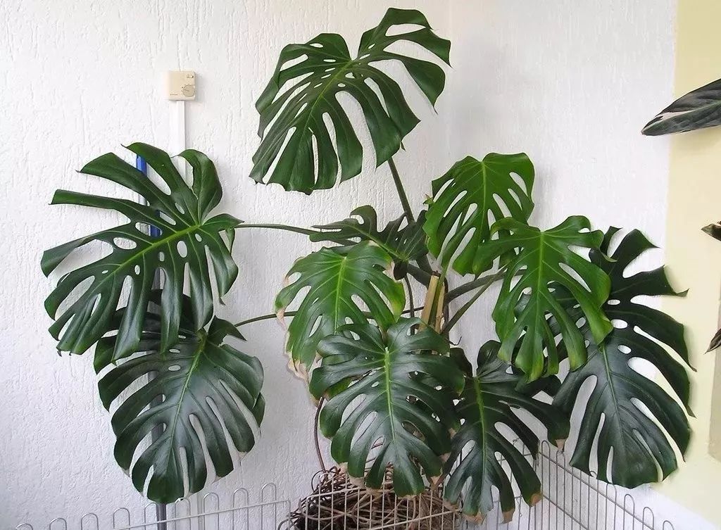 適合家里養的大型綠植有哪些_家里養大型綠植好嗎_家庭養大型的綠植物好