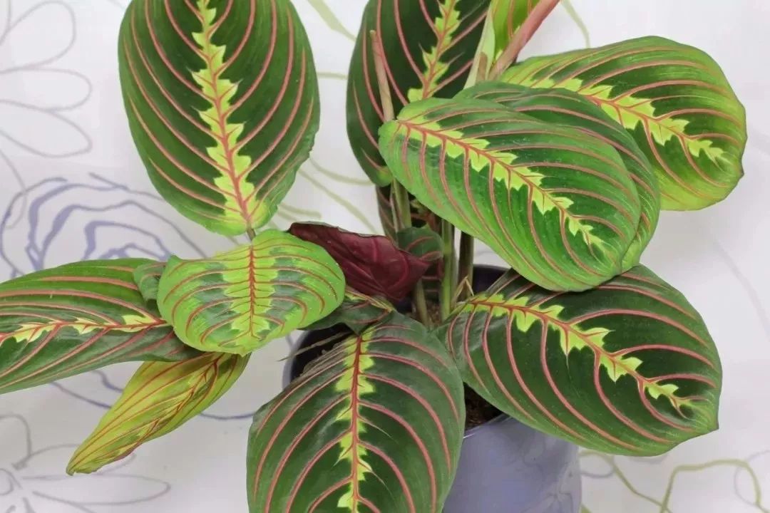 適合家里養的大型綠植有哪些_家庭養大型的綠植物好_家里養大型綠植好嗎