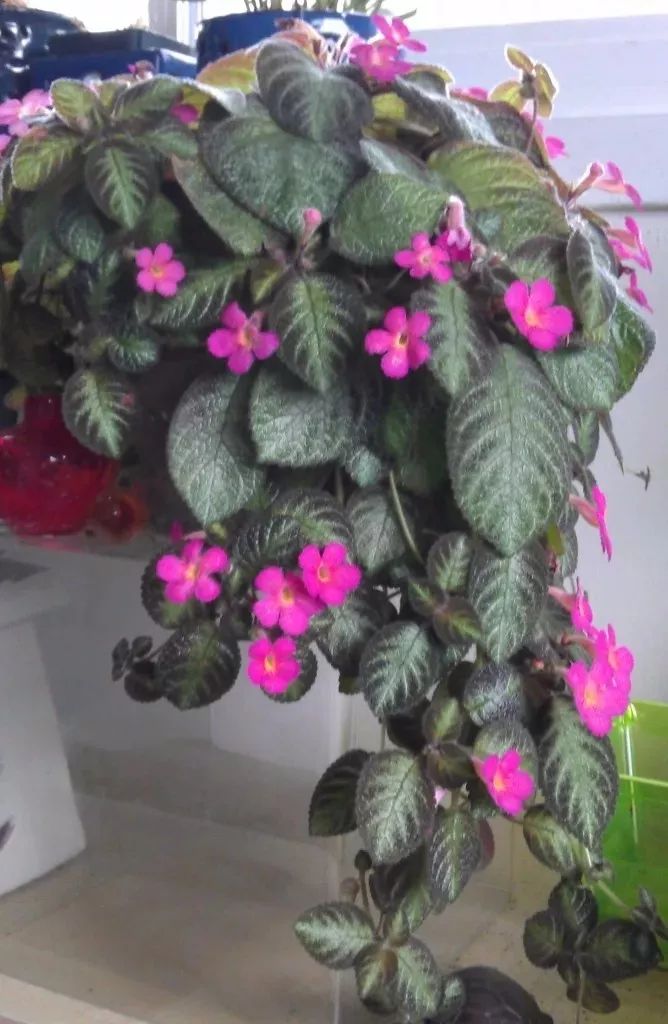 適合家里養的大型綠植有哪些_家庭養大型的綠植物好_家里養大型綠植好嗎