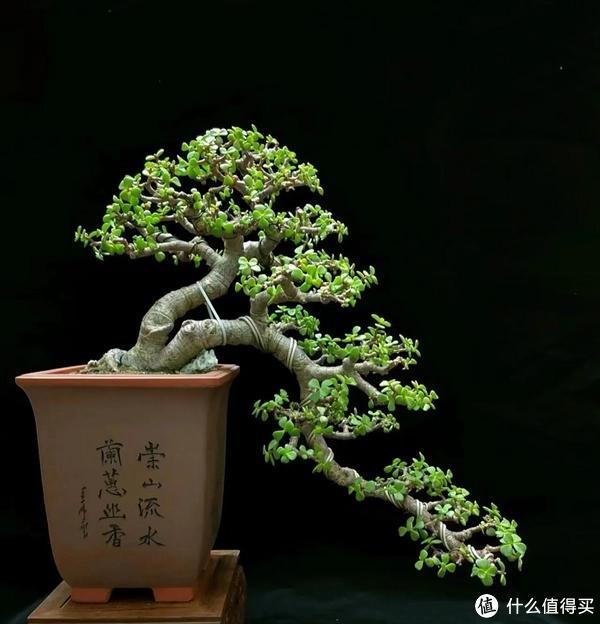 家里客廳適合養(yǎng)什么植物_客廳養(yǎng)植物適合家里放什么_客廳適合養(yǎng)植物好風水