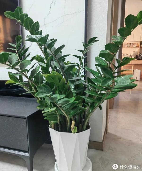家里客廳適合養(yǎng)什么植物_客廳適合養(yǎng)植物好風水_客廳養(yǎng)植物適合家里放什么