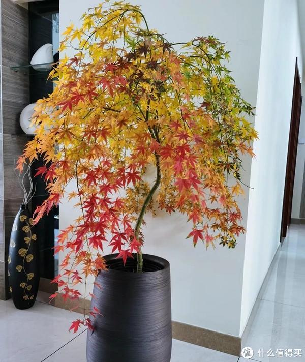 客廳養(yǎng)植物適合家里放什么_客廳適合養(yǎng)植物好風水_家里客廳適合養(yǎng)什么植物