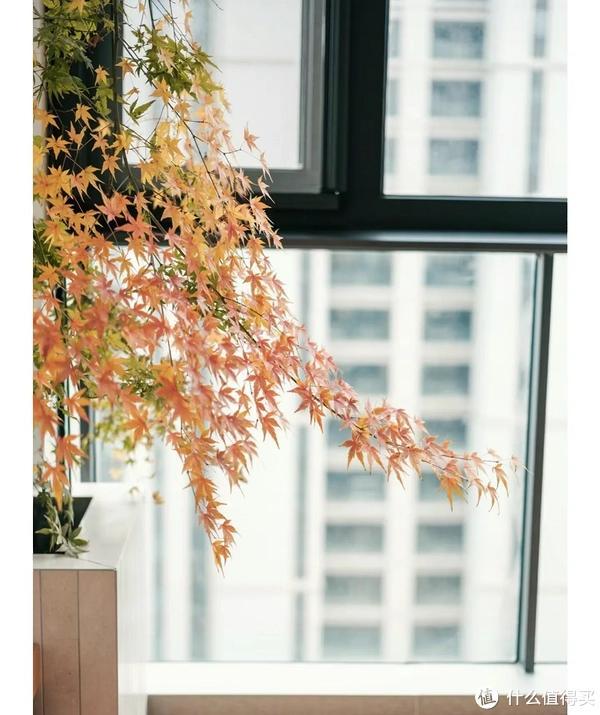 客廳養(yǎng)植物適合家里放什么_家里客廳適合養(yǎng)什么植物_客廳適合養(yǎng)植物好風水