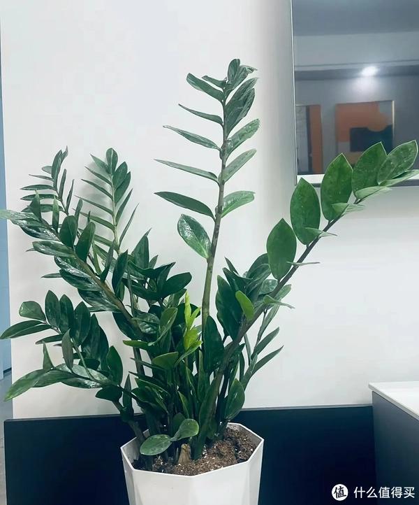 客廳適合養(yǎng)植物好風水_客廳養(yǎng)植物適合家里放什么_家里客廳適合養(yǎng)什么植物