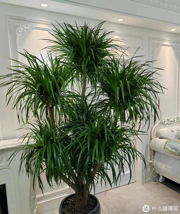 家里客廳適合養(yǎng)什么植物_客廳養(yǎng)植物適合家里放什么_客廳適合養(yǎng)植物好風水