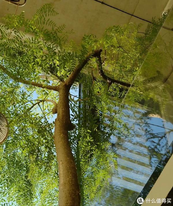 客廳適合養(yǎng)植物好風水_客廳養(yǎng)植物適合家里放什么_家里客廳適合養(yǎng)什么植物
