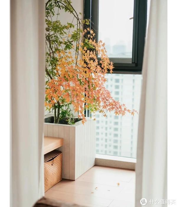 家里客廳適合養(yǎng)什么植物_客廳養(yǎng)植物適合家里放什么_客廳適合養(yǎng)植物好風水