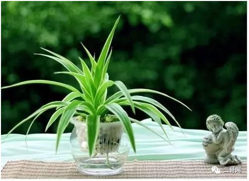 送花給同學(xué)的祝福語(yǔ)_送花給同學(xué)_送同學(xué)的花