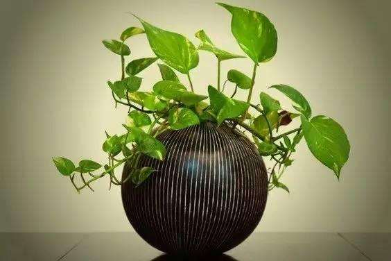 在家養(yǎng)適合花里放什么_什么花適合在家里養(yǎng)_最適合養(yǎng)在家里的花都是什么