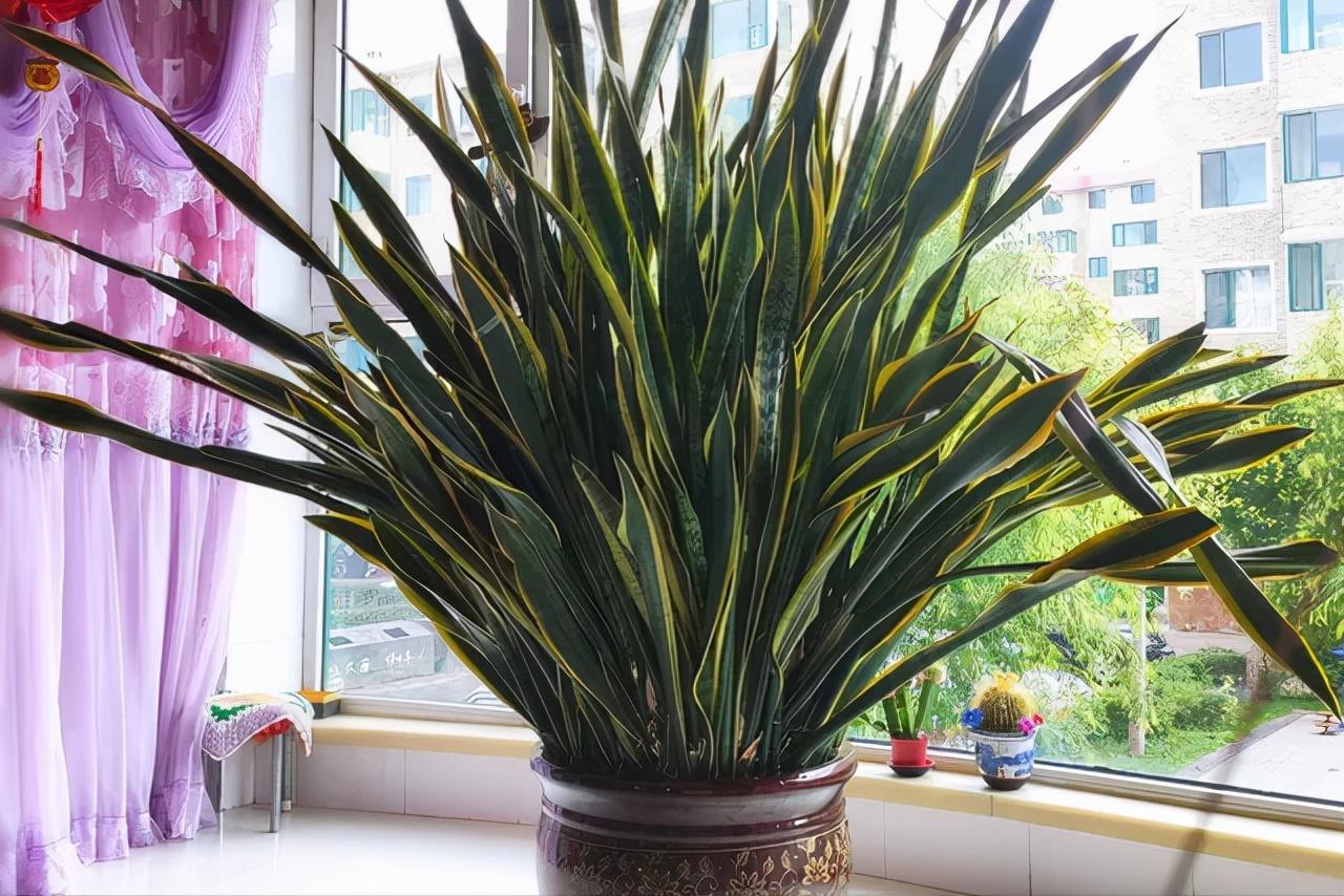 客廳適合擺放綠植_家里客廳適合放什么綠植_客廳綠植適合放家里嗎