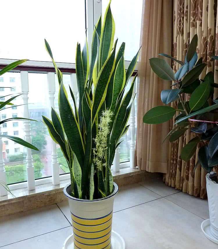 客廳適合擺放綠植_客廳綠植適合放家里嗎_家里客廳適合放什么綠植
