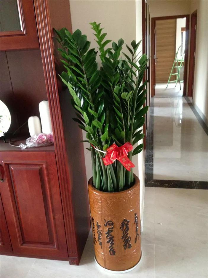 客廳綠植適合放家里嗎_客廳適合擺放綠植_家里客廳適合放什么綠植