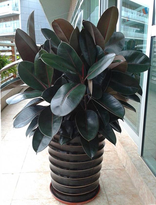 客廳綠植適合放家里嗎_客廳適合擺放綠植_家里客廳適合放什么綠植