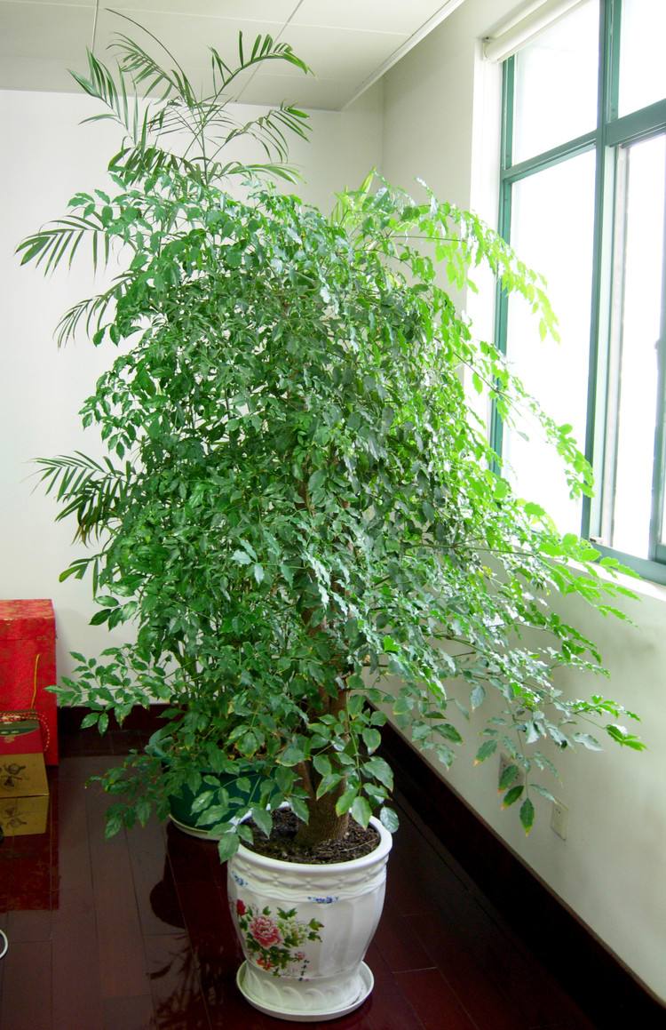 家里客廳適合放什么綠植_客廳綠植適合放家里嗎_客廳適合擺放綠植