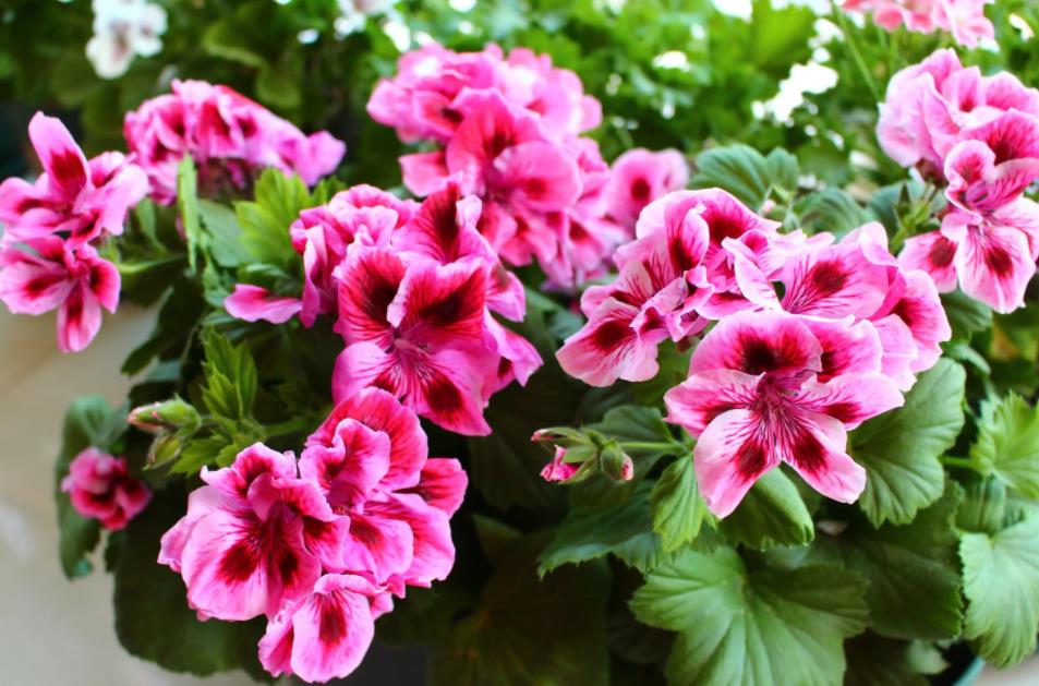 陽(yáng)臺(tái)四季開花種植推薦_陽(yáng)臺(tái)四季開花好養(yǎng)花卉推薦_適合陽(yáng)臺(tái)一年四季開花