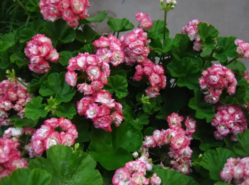 陽(yáng)臺(tái)四季開花好養(yǎng)花卉推薦_陽(yáng)臺(tái)四季開花種植推薦_適合陽(yáng)臺(tái)一年四季開花