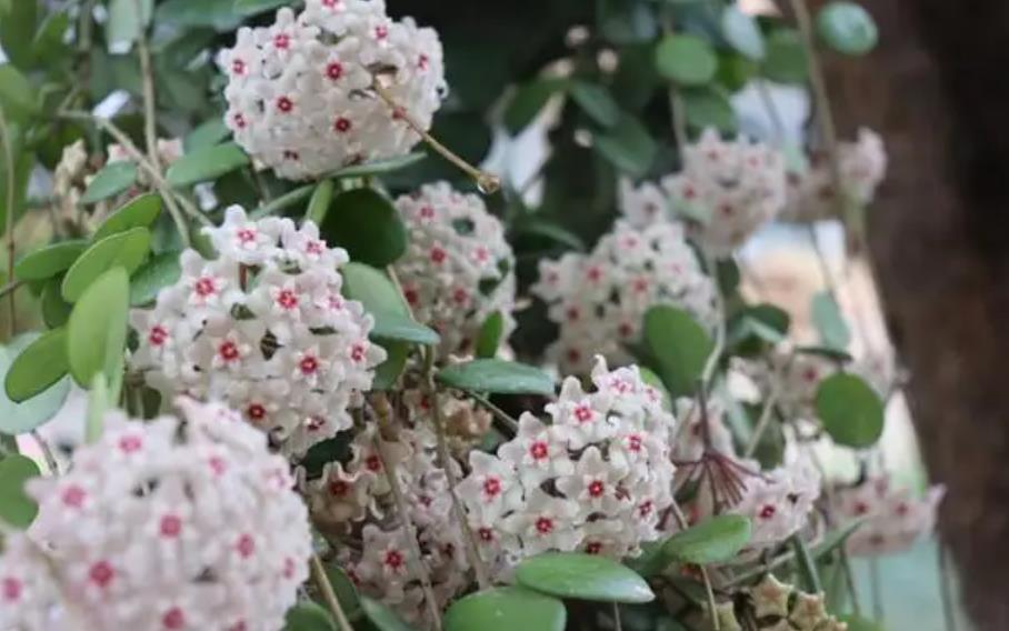 陽(yáng)臺(tái)四季開花種植推薦_陽(yáng)臺(tái)四季開花好養(yǎng)花卉推薦_適合陽(yáng)臺(tái)一年四季開花