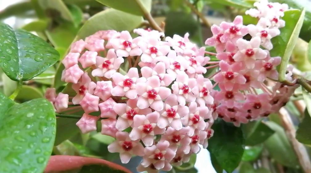 陽(yáng)臺(tái)四季開花好養(yǎng)花卉推薦_適合陽(yáng)臺(tái)一年四季開花_陽(yáng)臺(tái)四季開花種植推薦