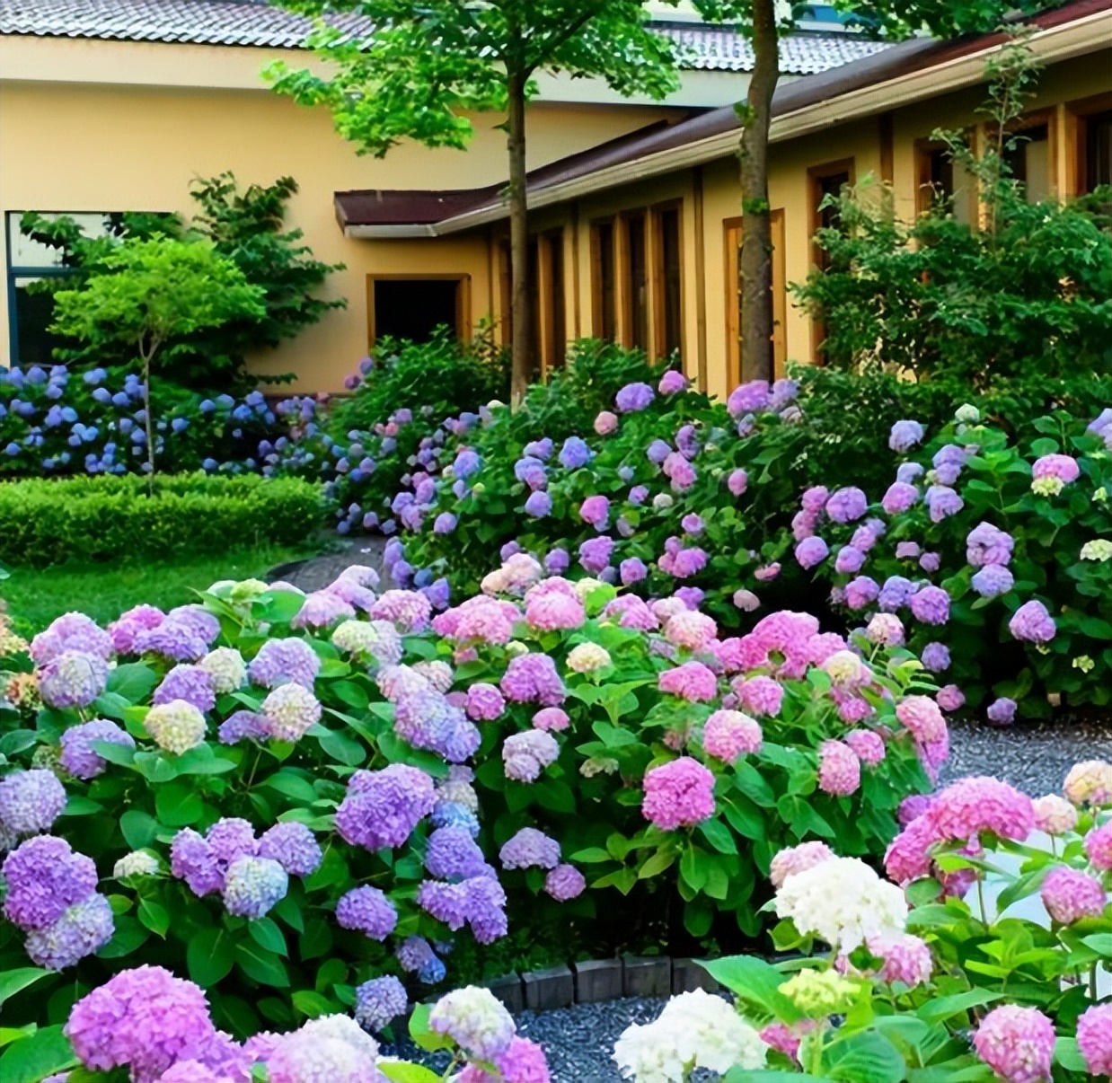 陽(yáng)臺(tái)四季開花好養(yǎng)花卉推薦_適合陽(yáng)臺(tái)一年四季開花_陽(yáng)臺(tái)四季開花種植推薦