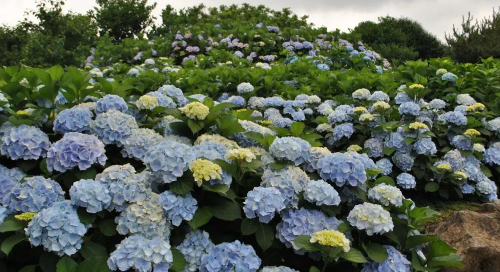 適合陽(yáng)臺(tái)一年四季開花_陽(yáng)臺(tái)四季開花種植推薦_陽(yáng)臺(tái)四季開花好養(yǎng)花卉推薦