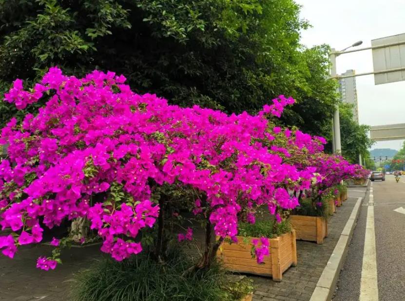 陽(yáng)臺(tái)四季開花好養(yǎng)花卉推薦_適合陽(yáng)臺(tái)一年四季開花_陽(yáng)臺(tái)四季開花種植推薦