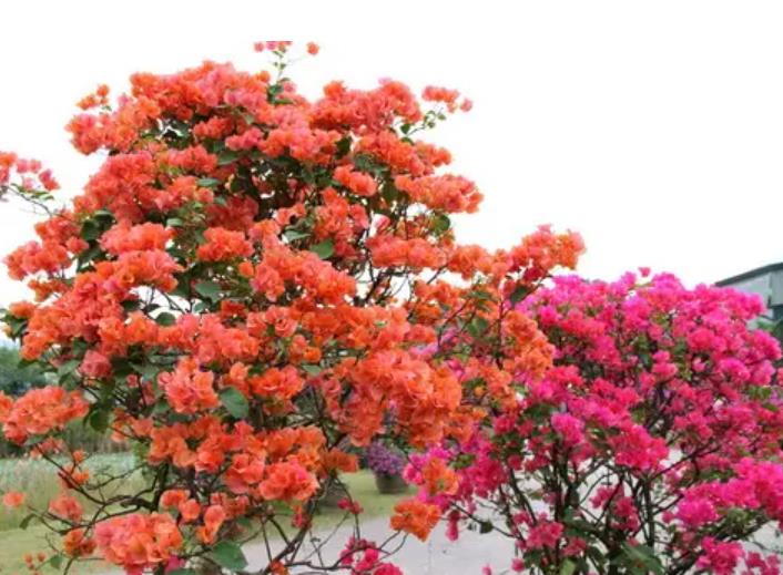 陽(yáng)臺(tái)四季開花種植推薦_陽(yáng)臺(tái)四季開花好養(yǎng)花卉推薦_適合陽(yáng)臺(tái)一年四季開花
