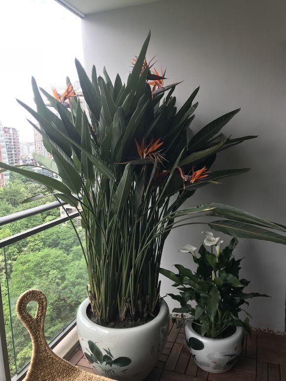 喬遷之喜送花的寓意_喬遷送花的祝福語_送花喬遷的話