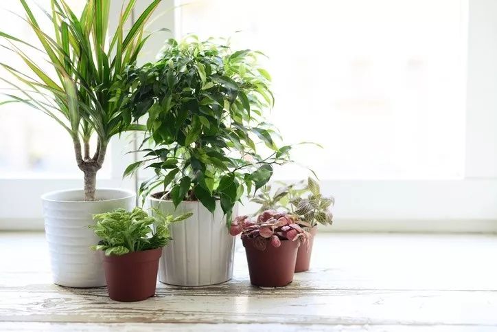 室內灰塵多養什么植物_家里灰塵多養什么植物在室內_灰塵室內養植物家里好嗎