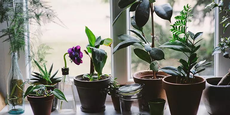 家里灰塵多養什么植物在室內_灰塵室內養植物家里好嗎_室內灰塵多養什么植物