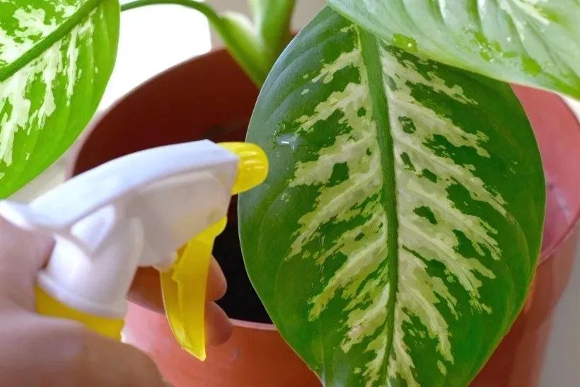 室內灰塵多養什么植物_灰塵室內養植物家里好嗎_家里灰塵多養什么植物在室內