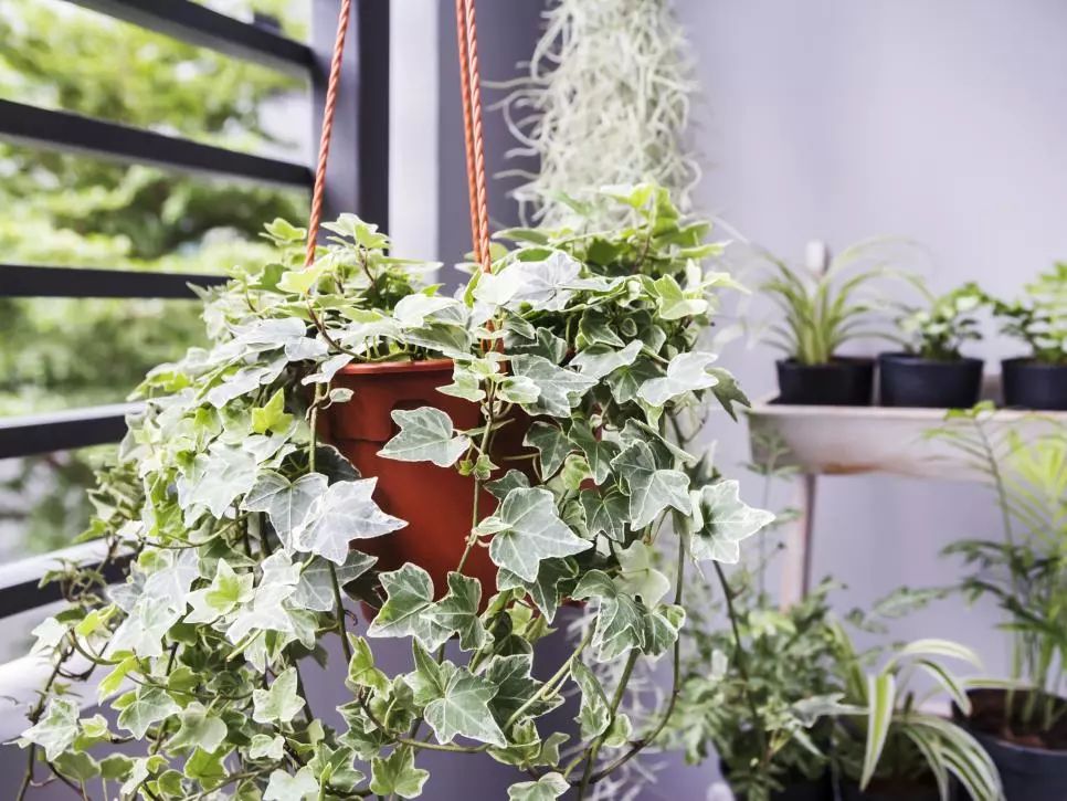 灰塵室內養植物家里好嗎_室內灰塵多養什么植物_家里灰塵多養什么植物在室內