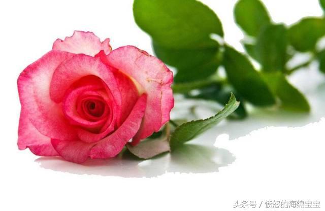 送鮮花久養(yǎng)比較時間長怎么辦_別人送的鮮花怎么養(yǎng)時間比較久_送鮮花有時間要求嗎