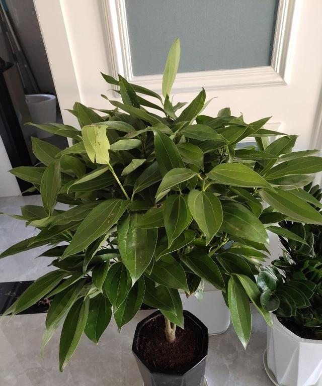 家里養(yǎng)什么花對(duì)身體好_養(yǎng)好身體是什么意思_養(yǎng)花養(yǎng)生