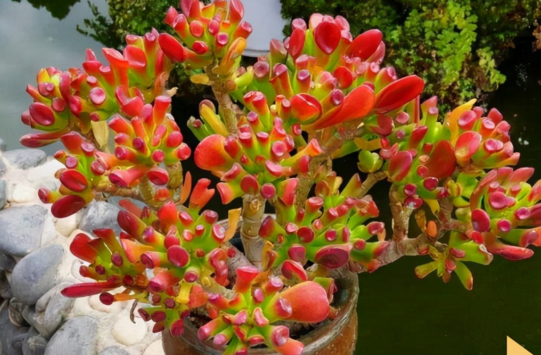 大型綠植哪個好養_養大型綠植好不好_好養的大型綠植