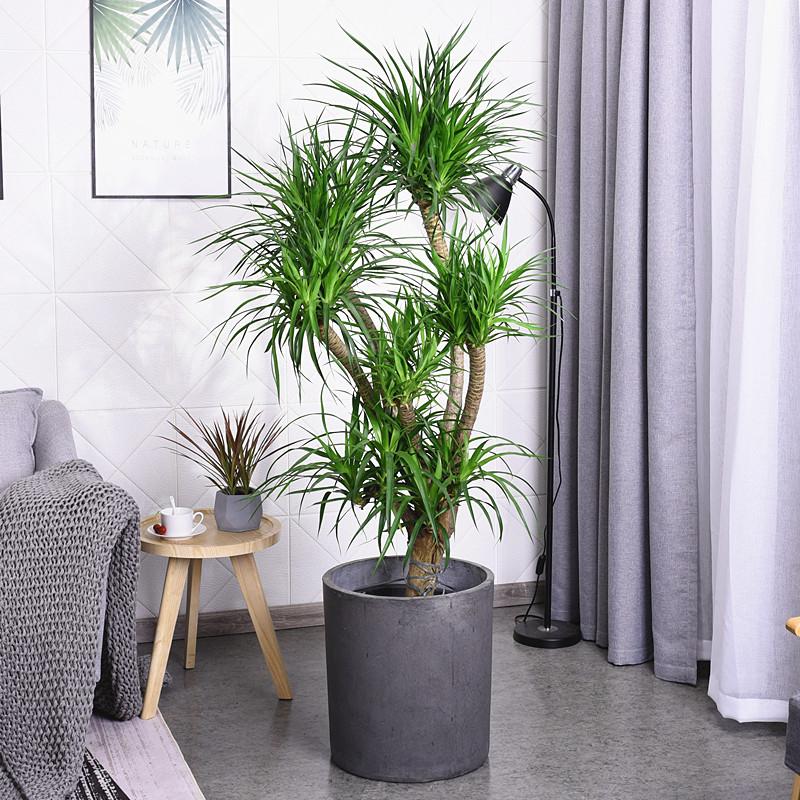 養大型綠植好不好_好養的大型綠植_大型綠植哪個好養