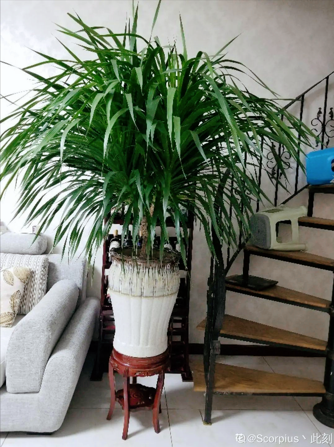 養大型綠植好不好_大型綠植哪個好養_好養的大型綠植