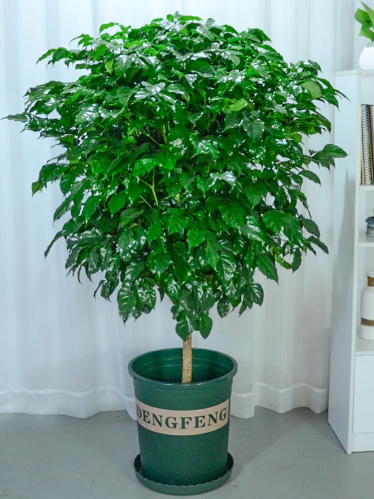 好養的大型綠植_養大型綠植好不好_大型綠植哪個好養