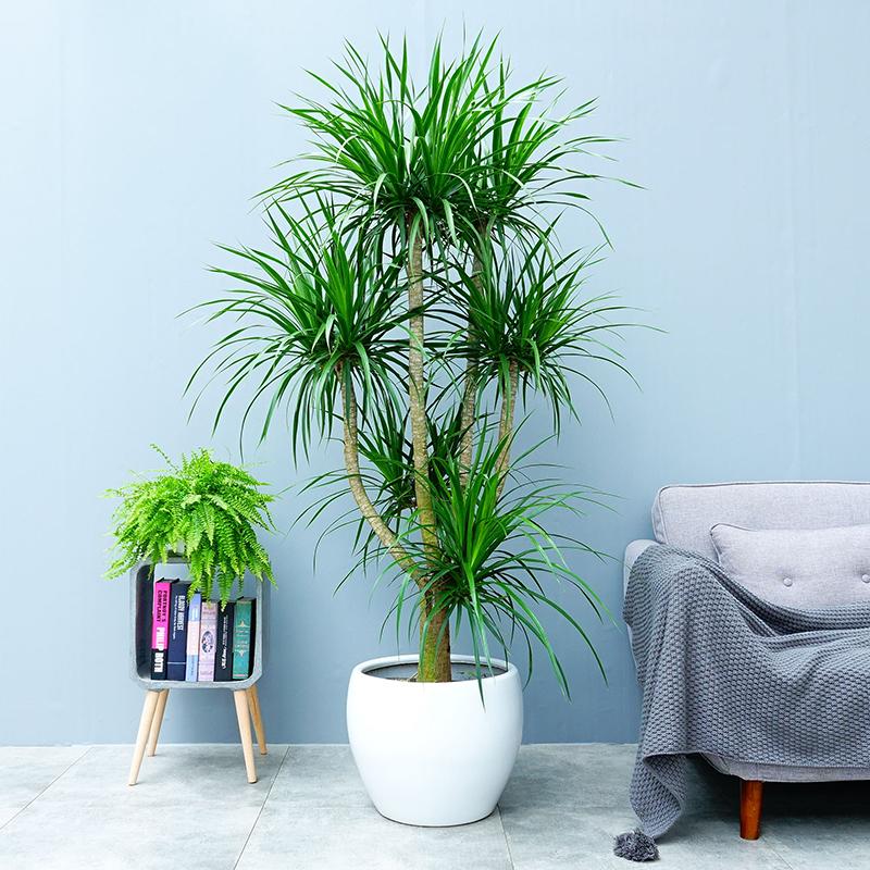 好養的大型綠植_養大型綠植好不好_大型綠植哪個好養
