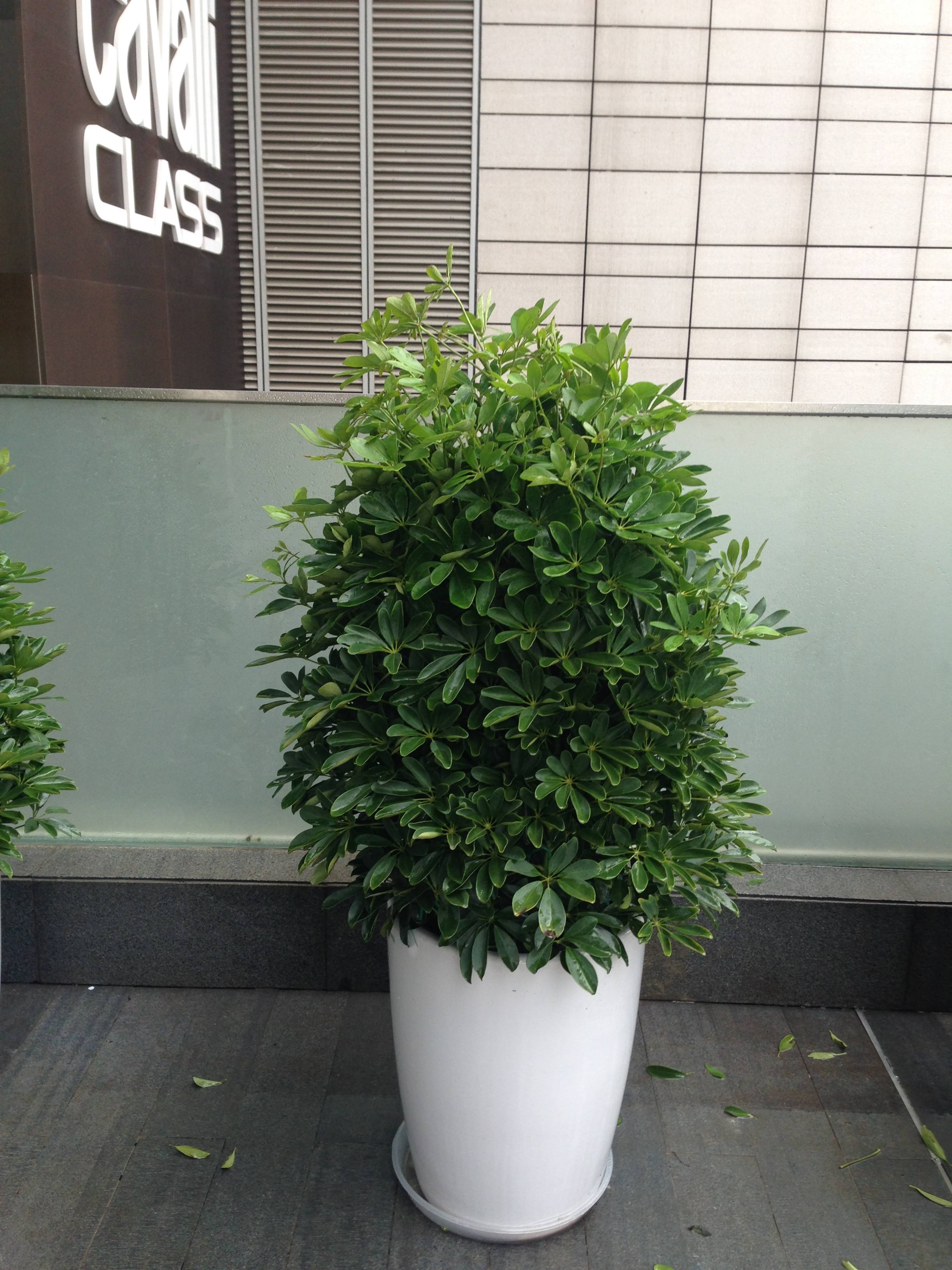 大型綠植哪個好養_養大型綠植好不好_好養的大型綠植