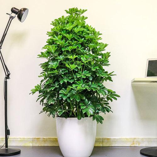 養大型綠植好不好_大型綠植哪個好養_好養的大型綠植